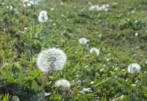 Dandelion Foto stock