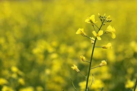 Dandelion Stock Photos