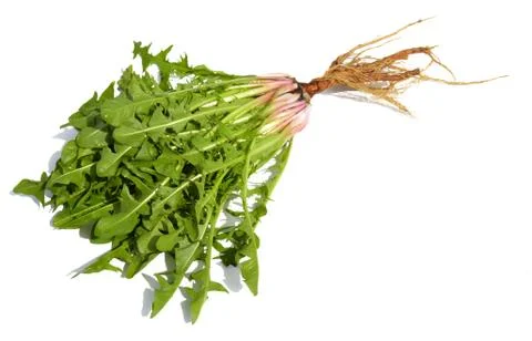 Dandelion Stock Photos