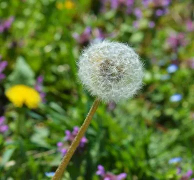 Dandelion Stock Photos