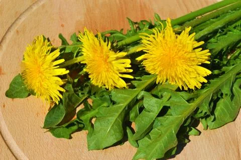 Dandelion Stock Photos