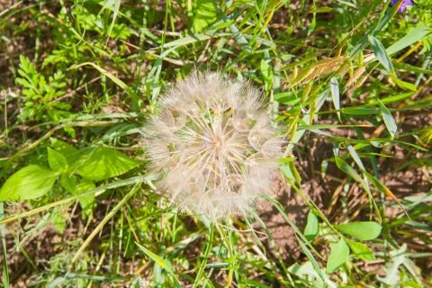 Dandelion Stock Photos