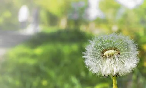 The dandelion Stock Photos
