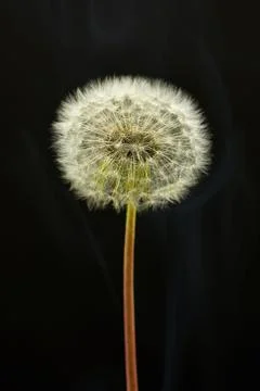 Dandelion Stock Photos