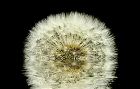 Dandelion Stock Photos