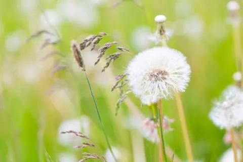 Dandelion Stock Photos