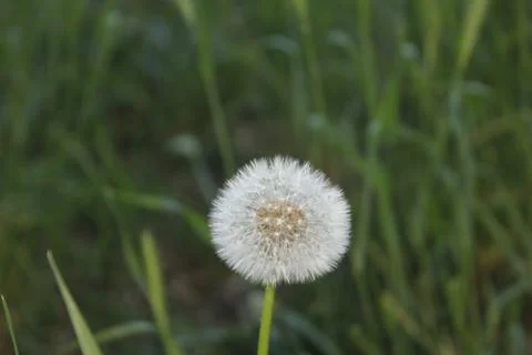 Dandelion Stock Photos