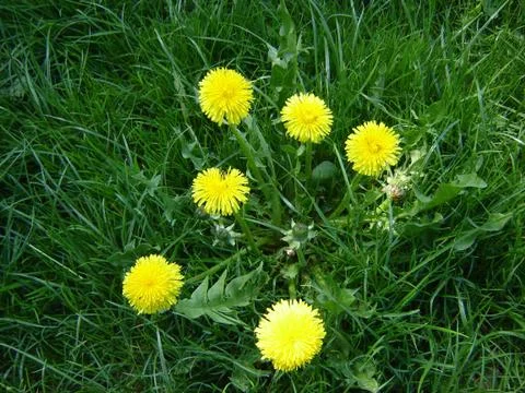 Dandelion Foto stock
