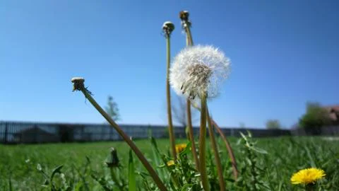 Dandelion Stock Photos