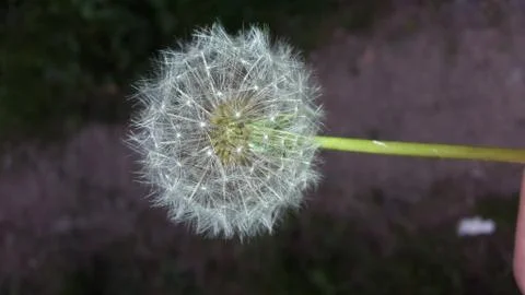 Dandelion Stock Photos