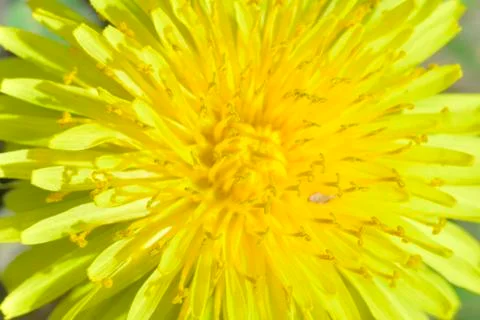 Dandelion Stock Photos