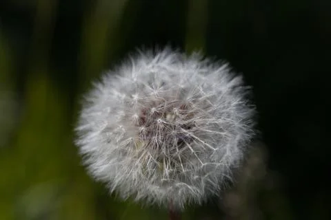Dandelion Foto stock