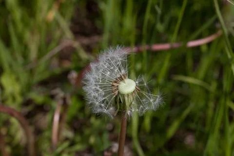Dandelion Foto stock