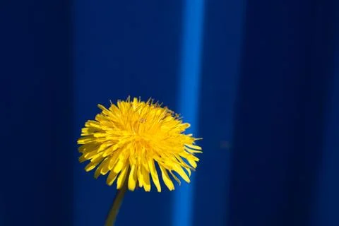 Dandelion Stock-Fotos