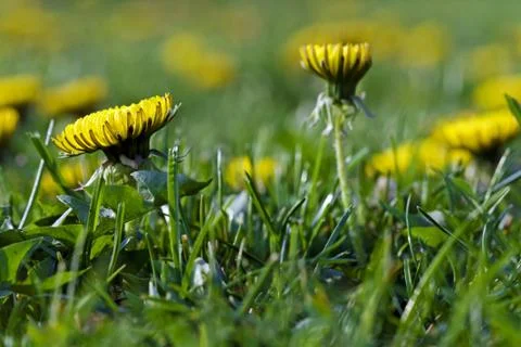 Dandelion Stock Photos