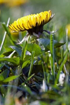 Dandelion Stock Photos