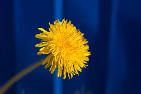 Dandelion Foto stock