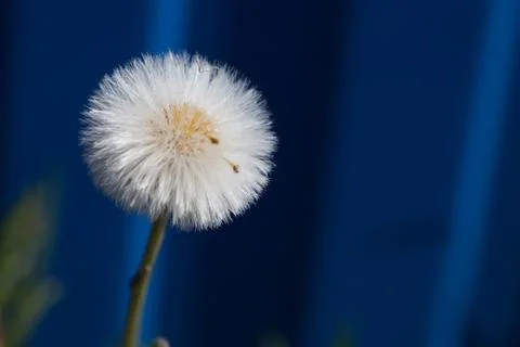 Dandelion 库存照片