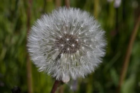 Dandelion Foto stock