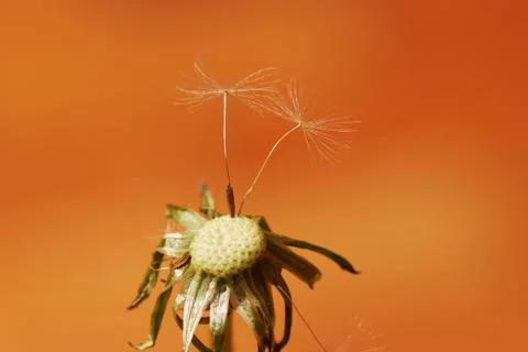 Dandelion Stock Photos