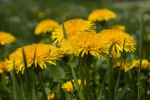 Dandelion 库存照片