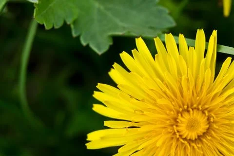Dandelion Stock Photos