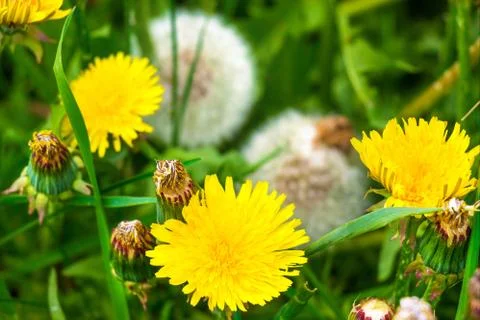 Dandelion Stock Photos