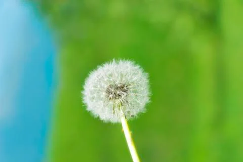 Dandelion Stock Photos