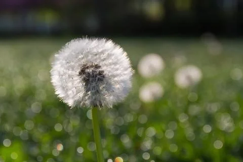 Dandelion Stock-Fotos