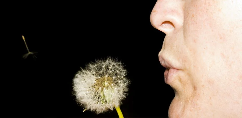 Dandelion Stock Photos