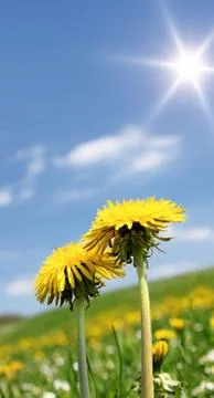 Dandelion Stock Photos