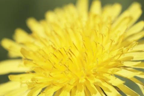 Dandelion Foto stock