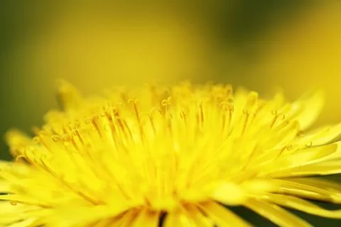 Dandelion Foto stock