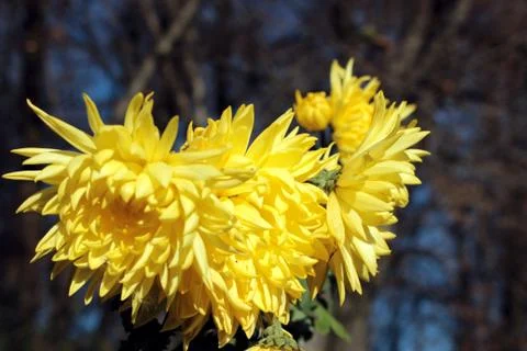Dandelion Stock Photos