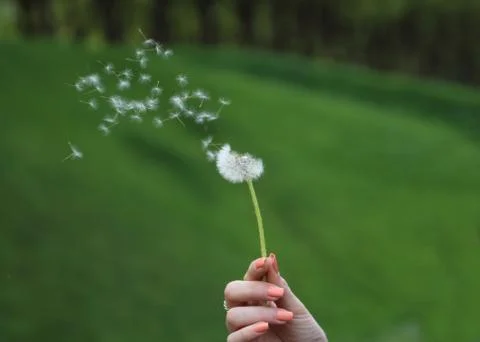 Dandelion Stock Photos