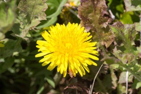 Dandelion Stock Photos