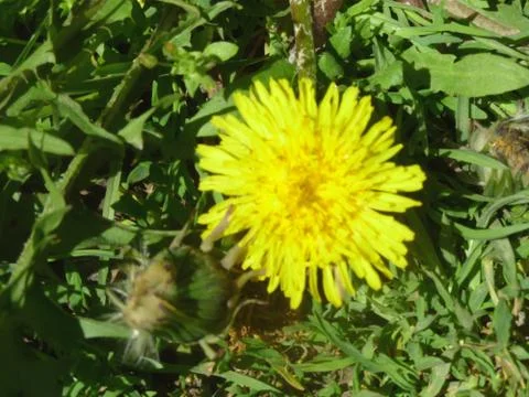 Dandelion Stock Photos