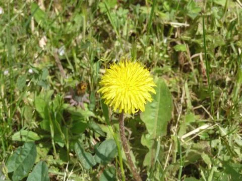 Dandelion Stock Photos