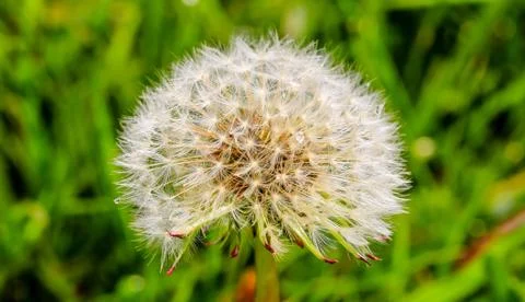 Dandelion Stock Photos