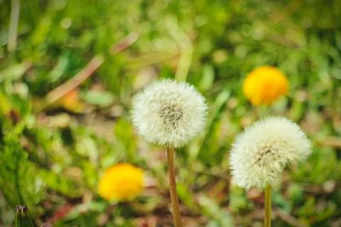 Dandelion Stock Photos
