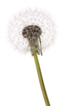 Dandelion Stock Photos
