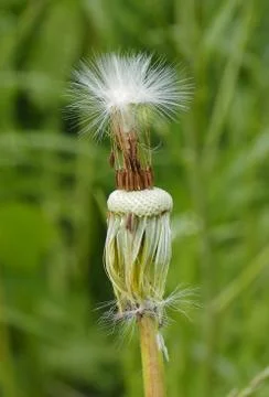 Dandelion Stock Photos