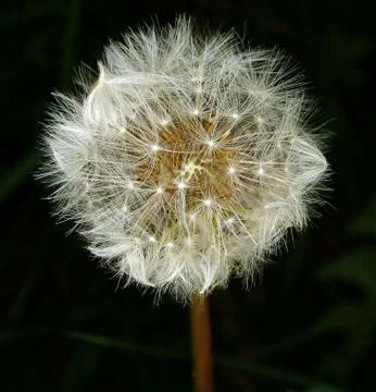 Dandelion Stock Photos