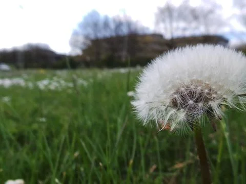 Dandelion Stock Photos