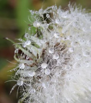 Dandelion Stock Photos