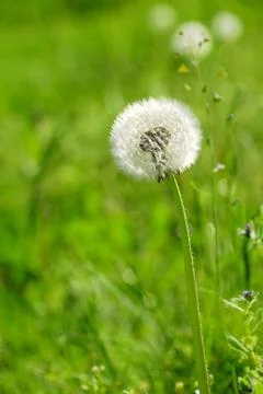 Dandelion Stock Photos