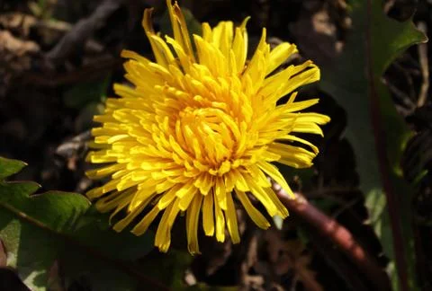 Dandelion Stock Photos