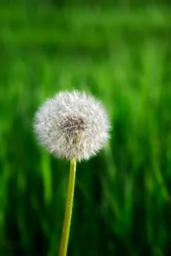 Dandelion Stock Photos