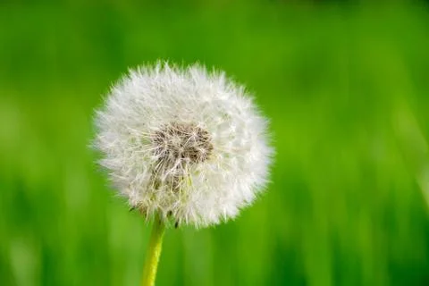 Dandelion Stock Photos