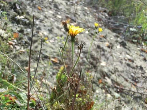 Dandelion Stock Photos